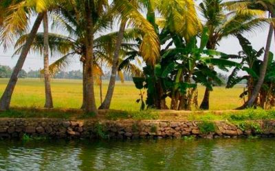 Qi Kong et Ayurveda – Kerala