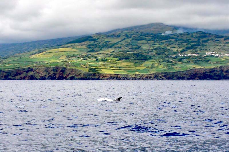 Les dauphins longent souvent les côtes de l'île
