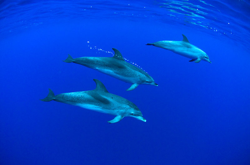 À la rencontre des dauphins dans le grand bleu
