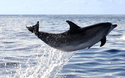 Açores – Nager avec les Dauphins